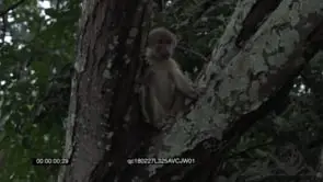 Young Yellow Baboon playing and climbing up the tree GENERAL BEHAVIOUR