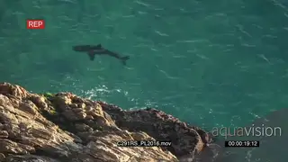 AERIAL of Great white shark swimming hunting along coastline GOOD LIGHT