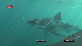 Great white shark gently swimming underwater trying to bite bait line and fails then.