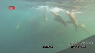 Cape fur Seals Common Dolphins circling around going through Sardine baitball feeding.