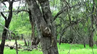 Rock Monitor trying to climb down a tree then falling down LS