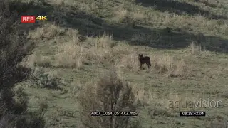 A pair of gray wolves walking around on the hill GENERAL BEHAVIOR