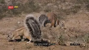 close up tracking shot of a male cape ground squirrel xerus inauris with a huge huge.