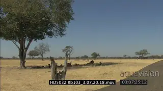 African Lion pride laying down, adult male lazzing; XLS MCU