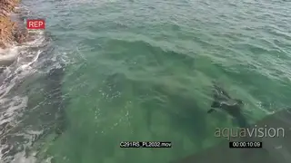 Great white shark hunting patrolling along coastline AERIAL TRACKING GOOD LIGHT