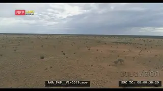 Aerial Drone Bushveld Wildebeests grazing in the distant