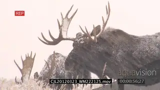 Mooses standing and looking around on prairie 2S MLS