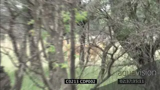 Two (2) Lionesses stalking hunting herd of Wildebeest MS FAILS