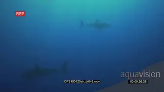 Great White Sharks (2) gently swimming in deep blue ocean with sun shinning through AmCam.