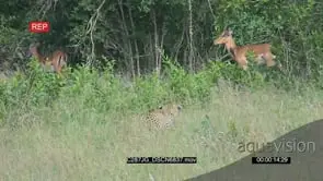 Male Leopard Hunting and Scouting on a Herd of Impala Grazing then chases after 1