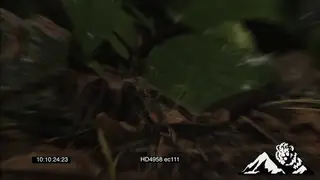 Goliath Bird-eating Spider hunting and trying to catch a pygmy sand mouse MS FOCUS PULL