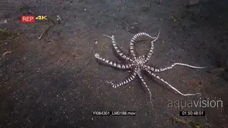 Close up tracking shot of a mimic octopus, octopus sp19.