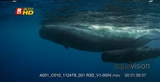 An adult sperm whale and two juveniles swim at the surface of the sea.