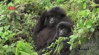 Agashya and Kwitonda Mountain Gorilla band family with new born infant baby on Sabyinyo.