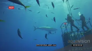 Large Great White Shark approach Divers in Shark Cage underwater in deep blue ocean UW