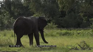 African Elephant Bull drinking from the Waterhole and spraying water on the Body GENERAL.