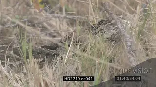 Venomous Puff Adder snake in dry grass MS TU PAN
