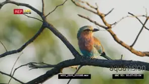 Lilac-breasted roller perched on branch