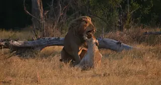 The 4K AFRICA Showreel showcase the wonders of Africa seen through the eyes of our…