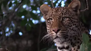 Leopard sitting on top of the Tree looking around the Bushveld for prey CU FO GENERAL.