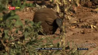 Dung beetle rolling dung GENERAL BEHAVIOUR