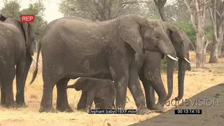 Herd of elephants forming protective shield around newly born baby