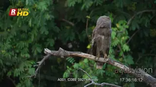 Verreaux's eagle-owl sitting on a branch, roosting and guarding territory.