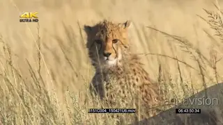 Cheetah mother with young cubs in tall long savannah grasland