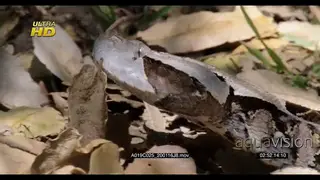 Gaboon viper slithering, flicking tongue and hunting.