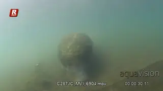 Tracking shot of Manatee swimming and feeding on aquatic vegetation during daytime.