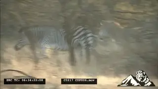 Cape Mountain Zebras chasing a Lioness lion in the bushveld