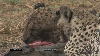 Kori Bustard walking, Cheetahs feeding on Warthog carcass; MS MCU