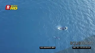 DRONE AERIALS Orca Killer Whales hunting herring in noway