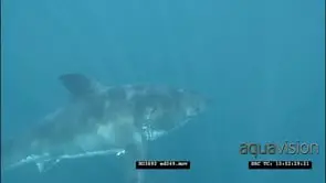 Great White Shark swimming slowly underwater LS PAN HAND