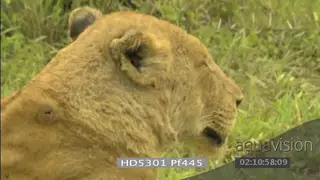African lioness facing away from camera with deep wound on the back