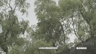 Leopards play fighting on a tree GENERAL BEHAVIOUR
