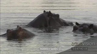 Hippo pod social behaviour yawning agitated submerging in out underwater