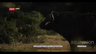 Cape buffalo urinating