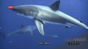 Two (2) Great White Sharks gently approaching, swimming in Deep blue ocean AmCam UW