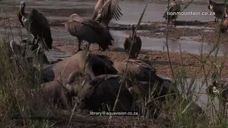 A Flock of White-backed Vultures Feeding on Elephant carcass others Standing moving.