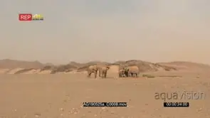 Desert elephant family with a tiny calf gathered around a waterhole in the Hoanib desert