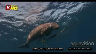 A Close Up shot of a Dugong, with its Remora sleeping just below the sea surface when…