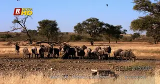 Wide shot of a large herd of Blue Wildebeest drinking at the waterhole.