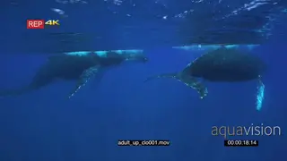 Humpback whale swimming up from deep blue joining another Humpback wale CU UW HA VERT