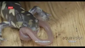 Tiger Salamander laying on wood biting on and trying to swallow a moving worm HA MCU HAND