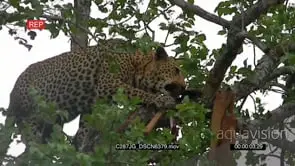 Leopard Feeding on Antelope Kill on top of the tree LA WS