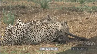 Cheetah brothers on dirt mount looking around hunting tackling suffocating fighting…