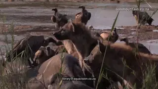 Spotted Hyenas Moving around While some are feeding on Elephant carcass with a flock of.