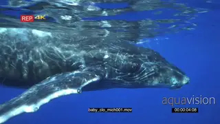 Humpback Whale UW GENERAL BEHAVIOUR
