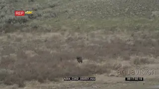 Gray wolf walking around on a hill GOOD LIGHT